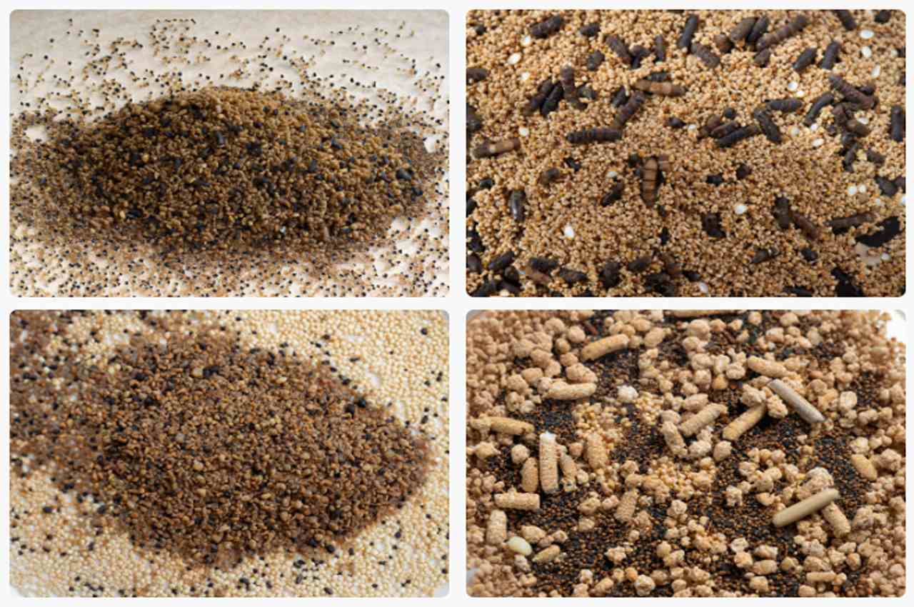 What Does Termite Poop Look Like: A Comprehensive Guide to Identifying ...