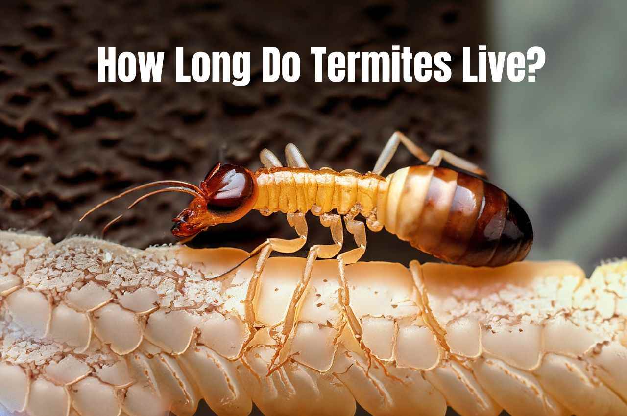 How Long Do Termite Live