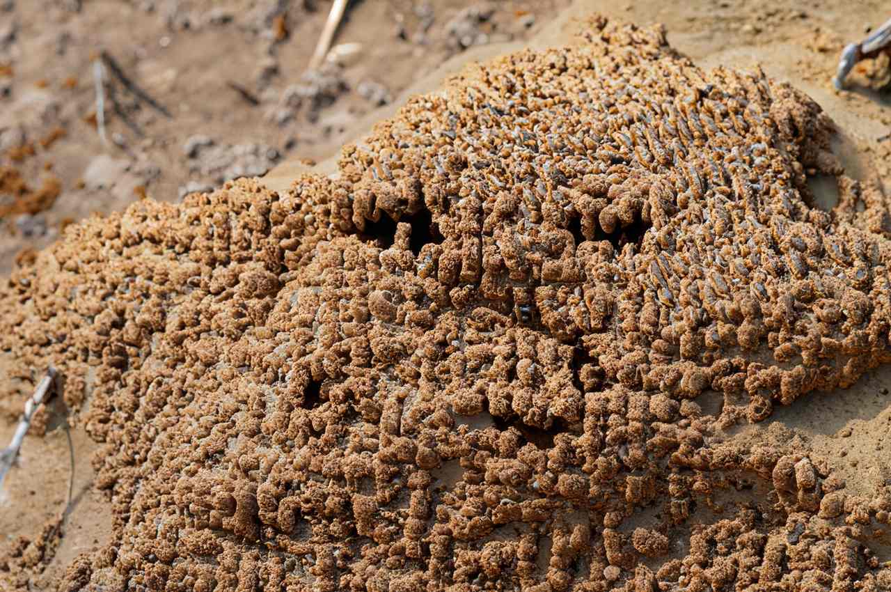 How Many Termite Colonies Per Acre