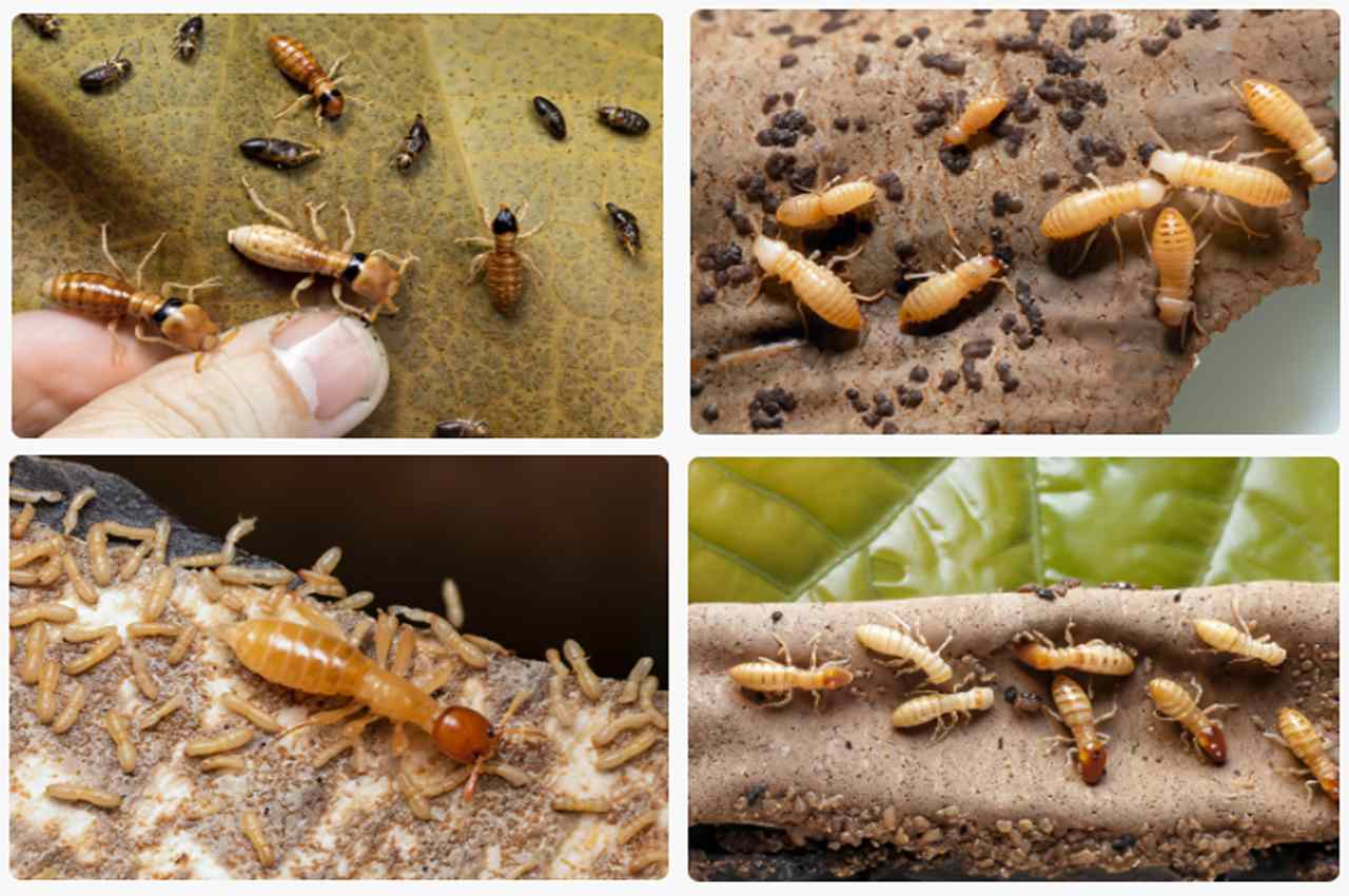 How Many Termite Species