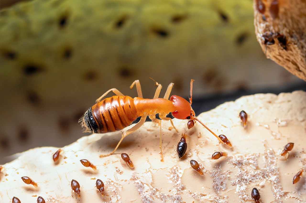 How Termite Become Queen