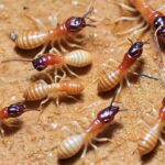 How Termites are Born