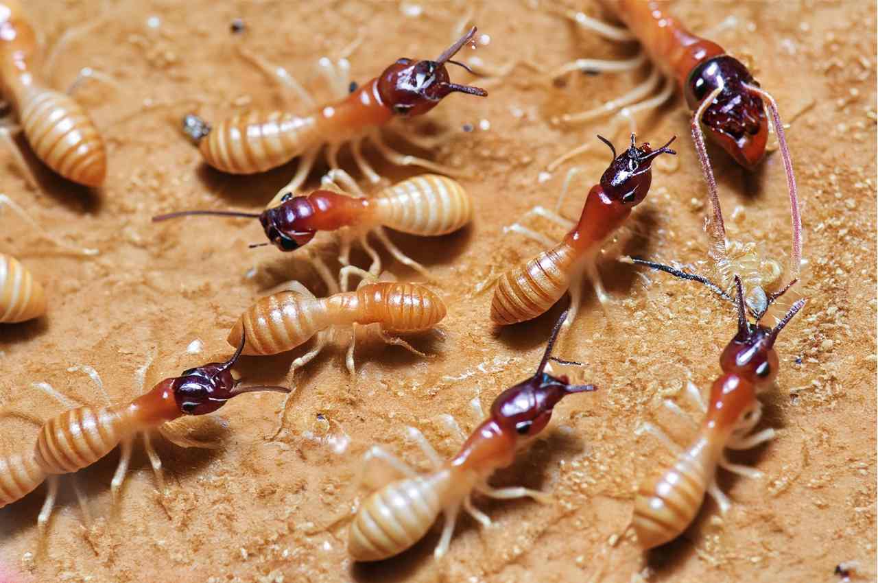 How Termites are Born
