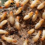 How many termite colony