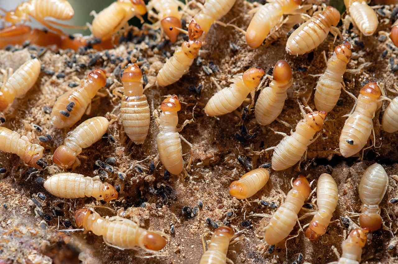 How many termite colony