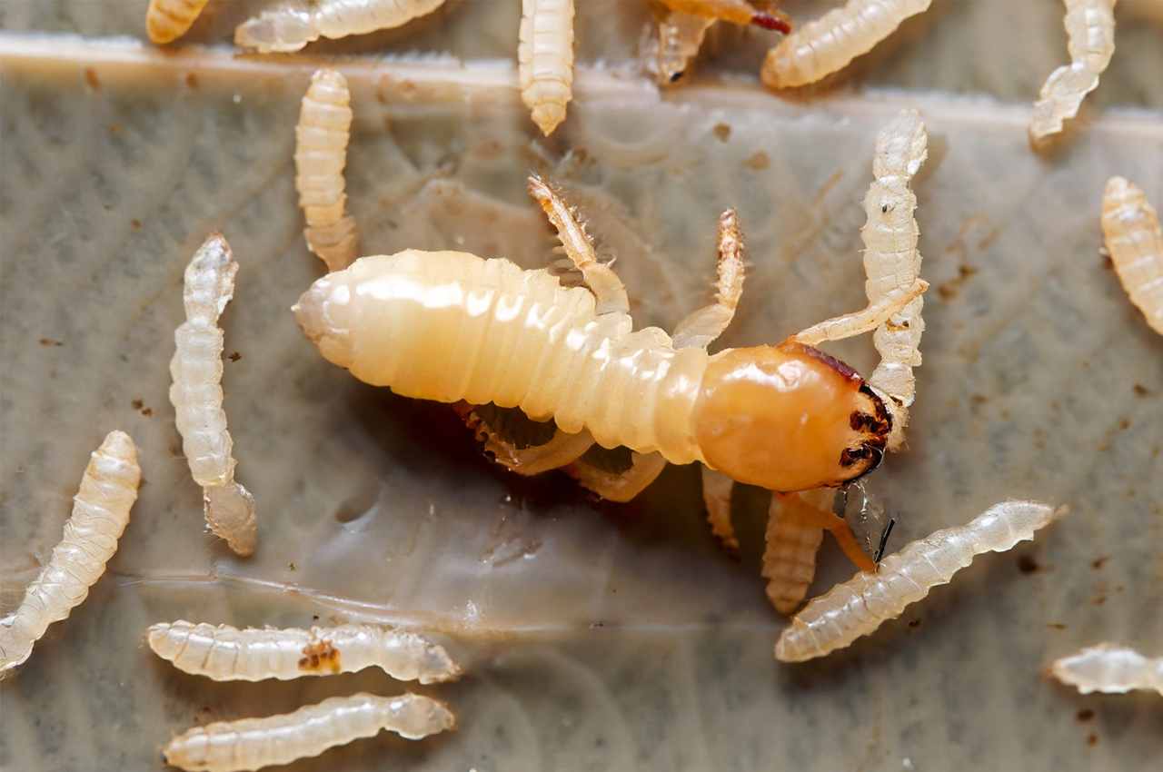 How to Identify Termite Larvae