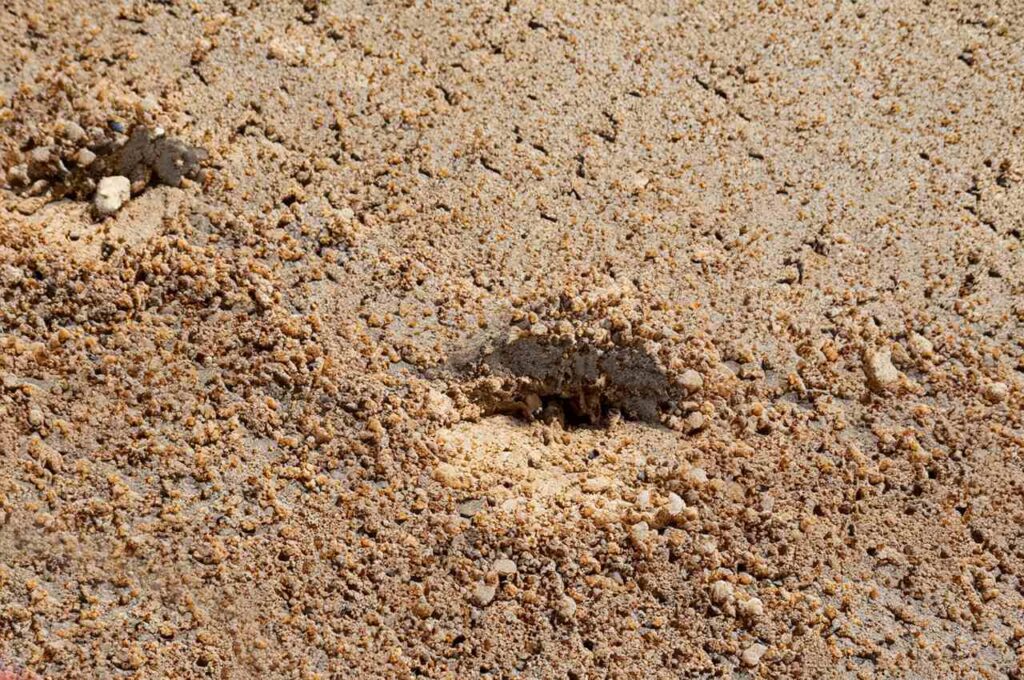 What Does Termite Poop Look Like: A Comprehensive Guide to Identifying ...