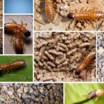 What color are termites