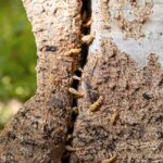 What do tree termites look like