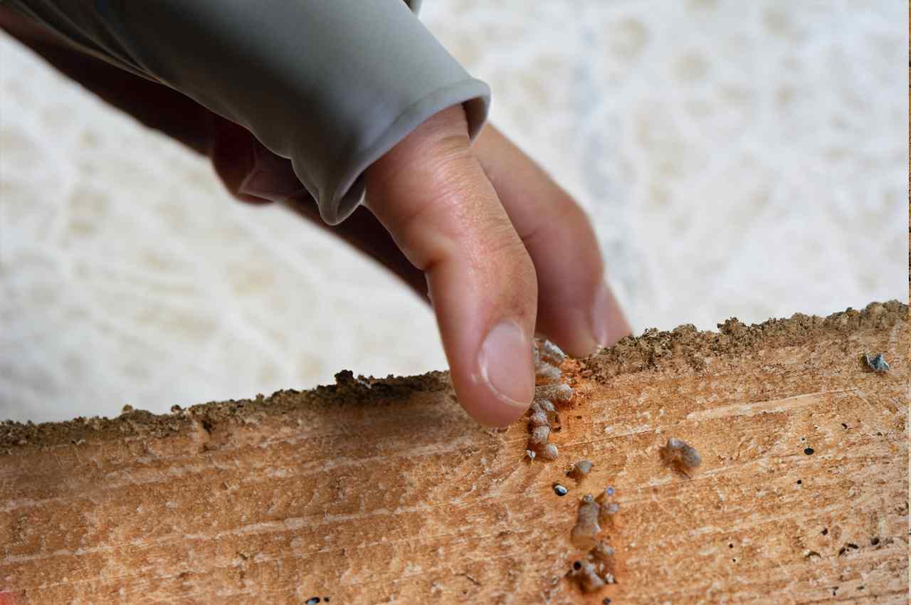 What does early termite damage look like