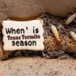 When Is Texas Termite Season