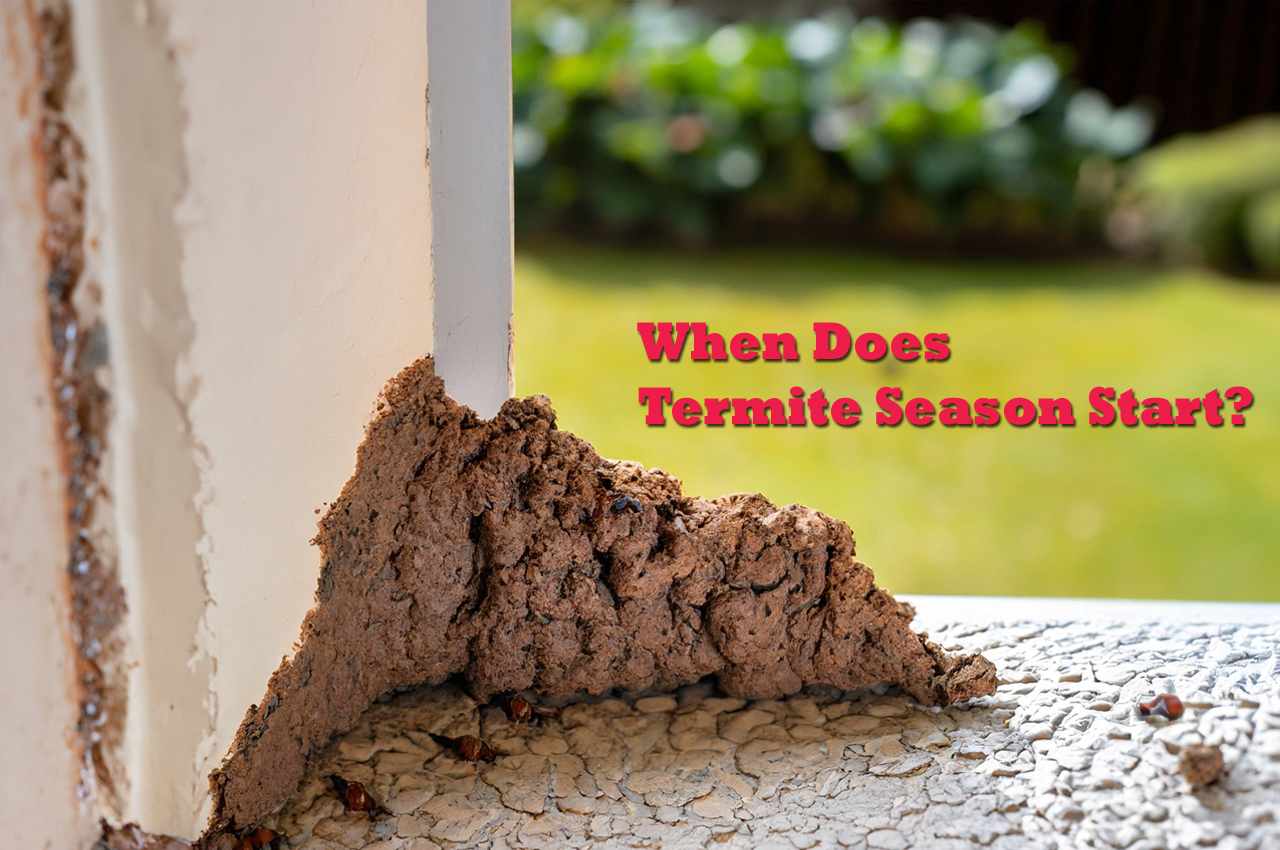 When does termite season start