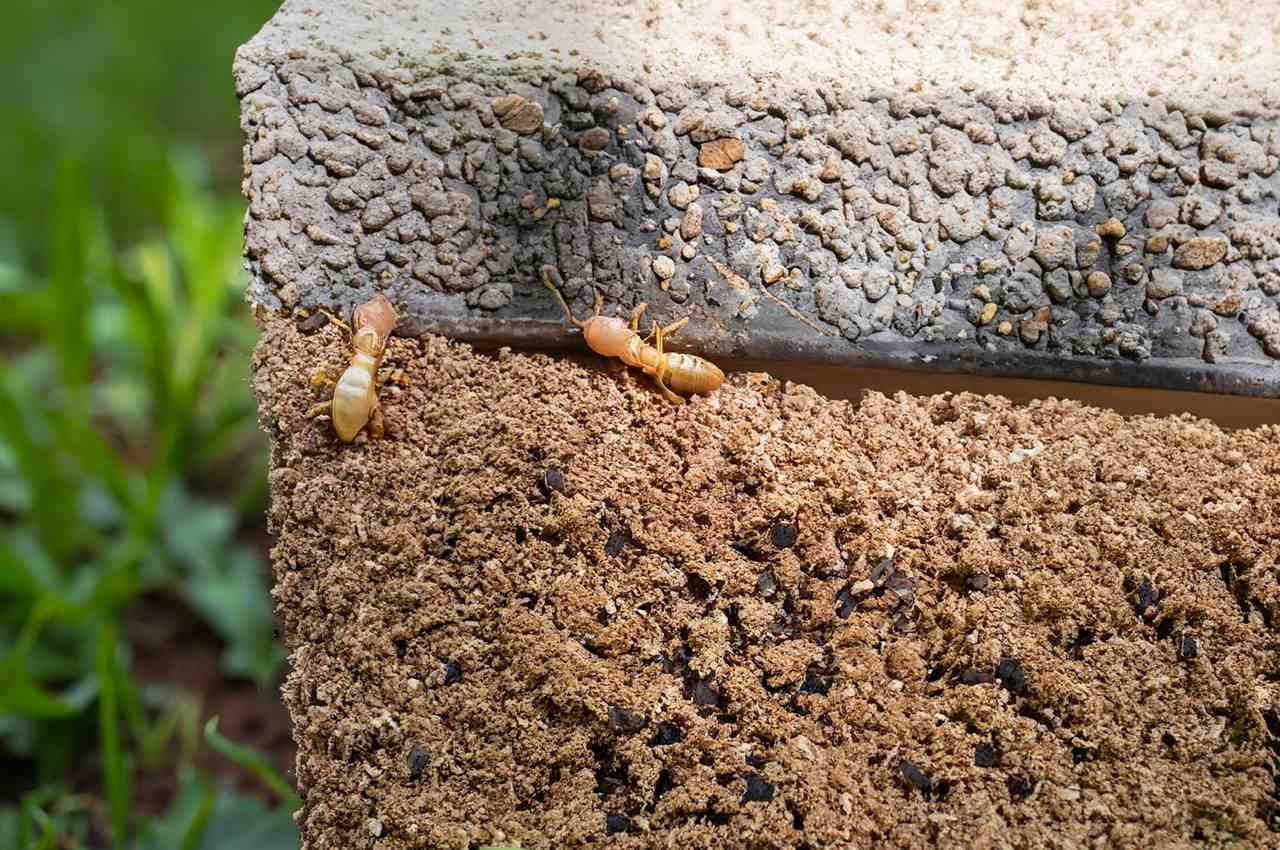 When termites Active