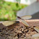 When termites shed their wings