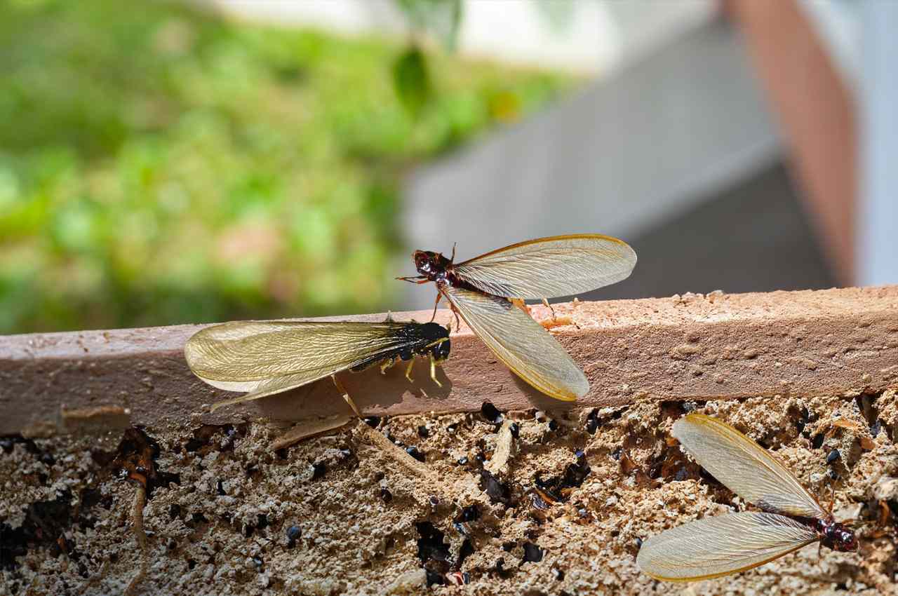 When termites shed their wings