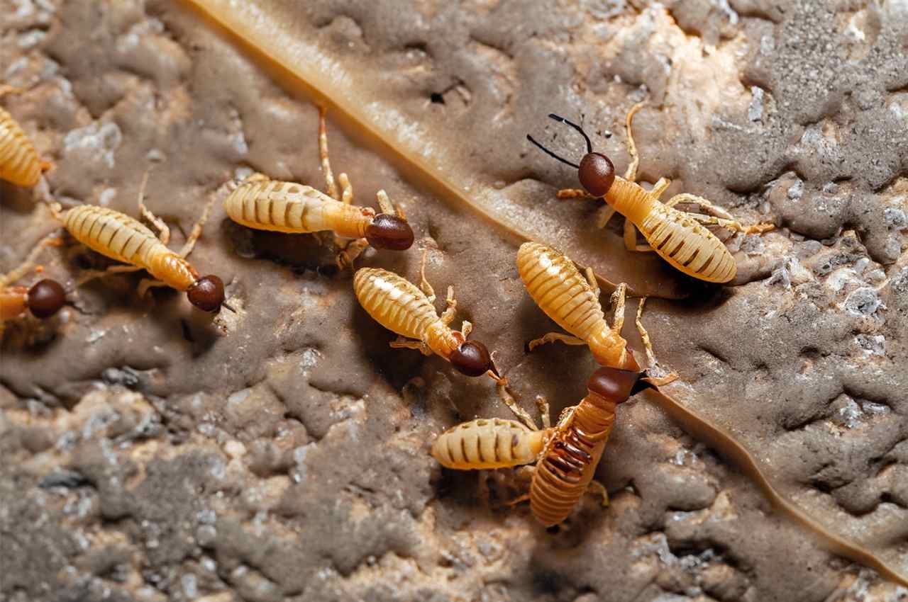 Where Do Termites Come From