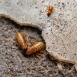 Can Termites Eat Through Concrete
