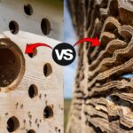 Carpenter Bee Damage vs Termite Damage
