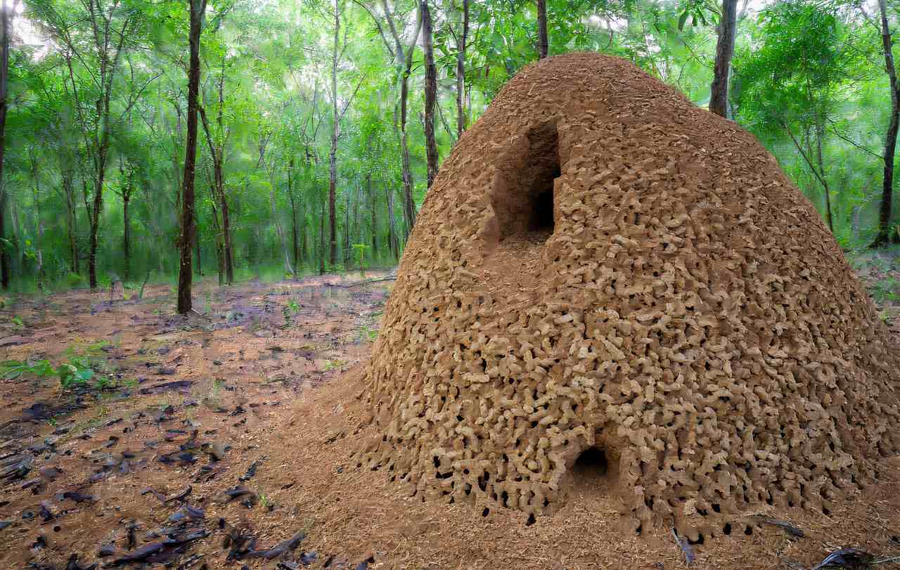 How termite mounds are made