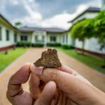 Is Termite Damage A Deal Breaker