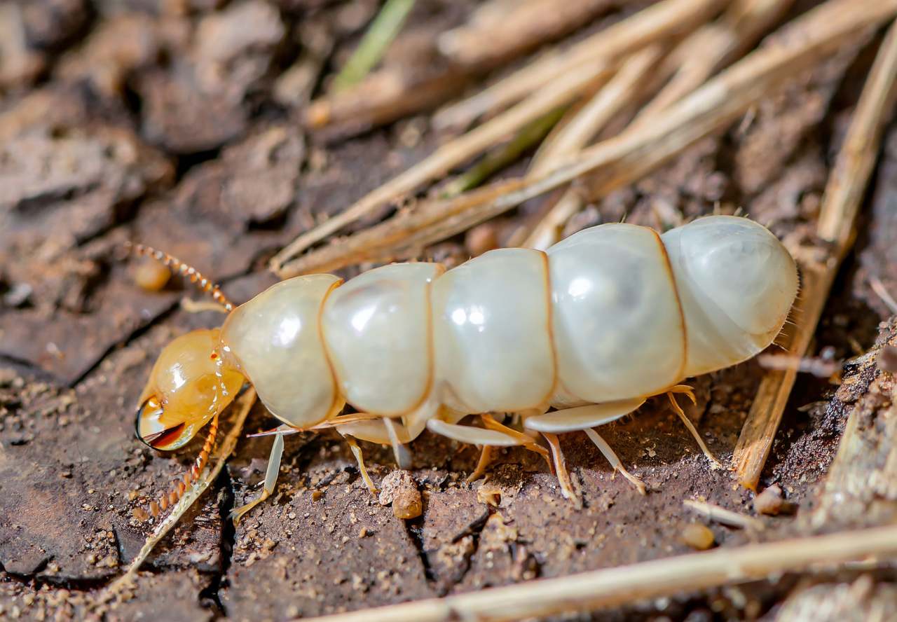 What does the termite queen look like