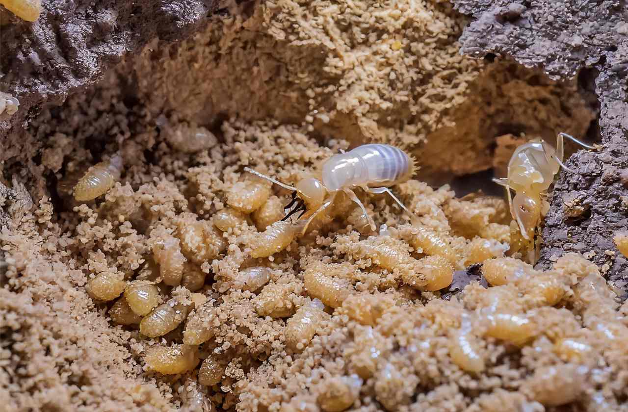 how long does it take to get rid of subterranean termites