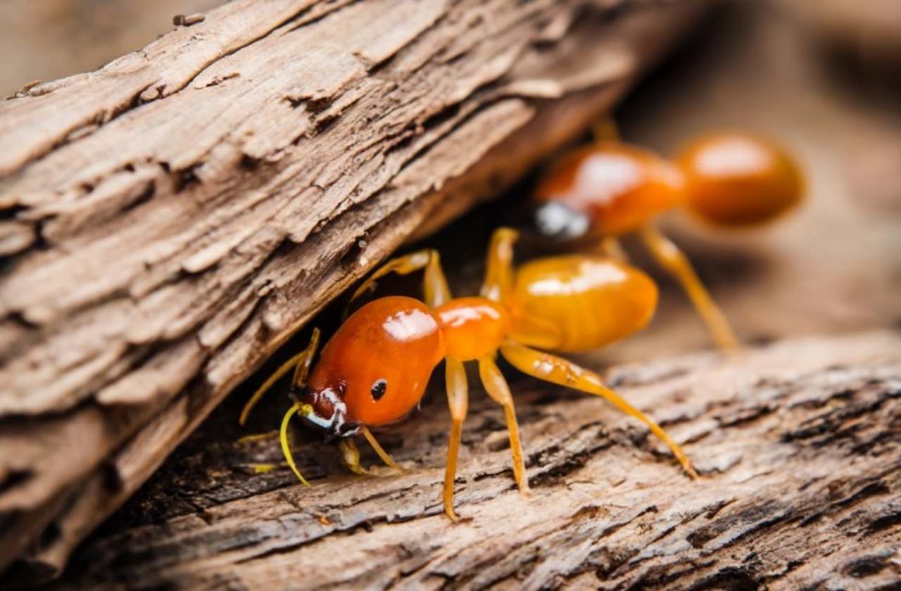 10 Effective Termite Control Methods That Actually Work