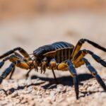 Arizona desert hairy scorpion species Names