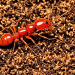 Fire ant species Names