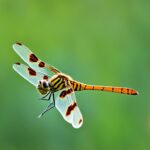 Halloween pennant dragonfly  Namesspecies