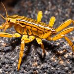 Striped bark scorpion species Names
